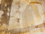 Large Sequoia Petrified Wood Bookends - Oregon #5043-2